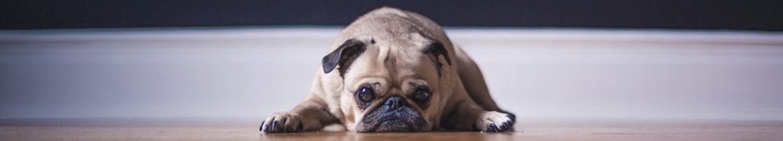 Puppy waiting for a special tech gift.