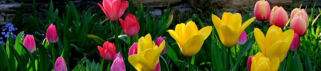 Colorful spring tulips, representing spring cleaning your server